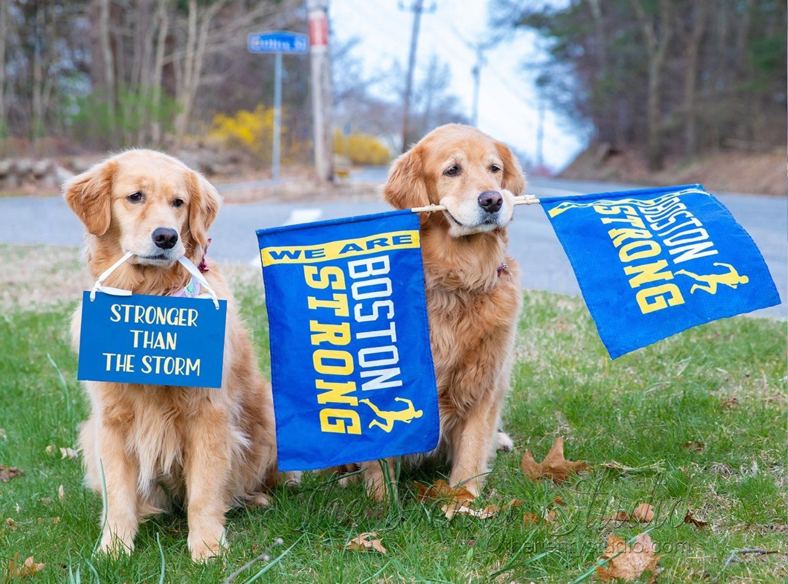 Des centaines de chiens courent au marathon de Boston pour honorer les